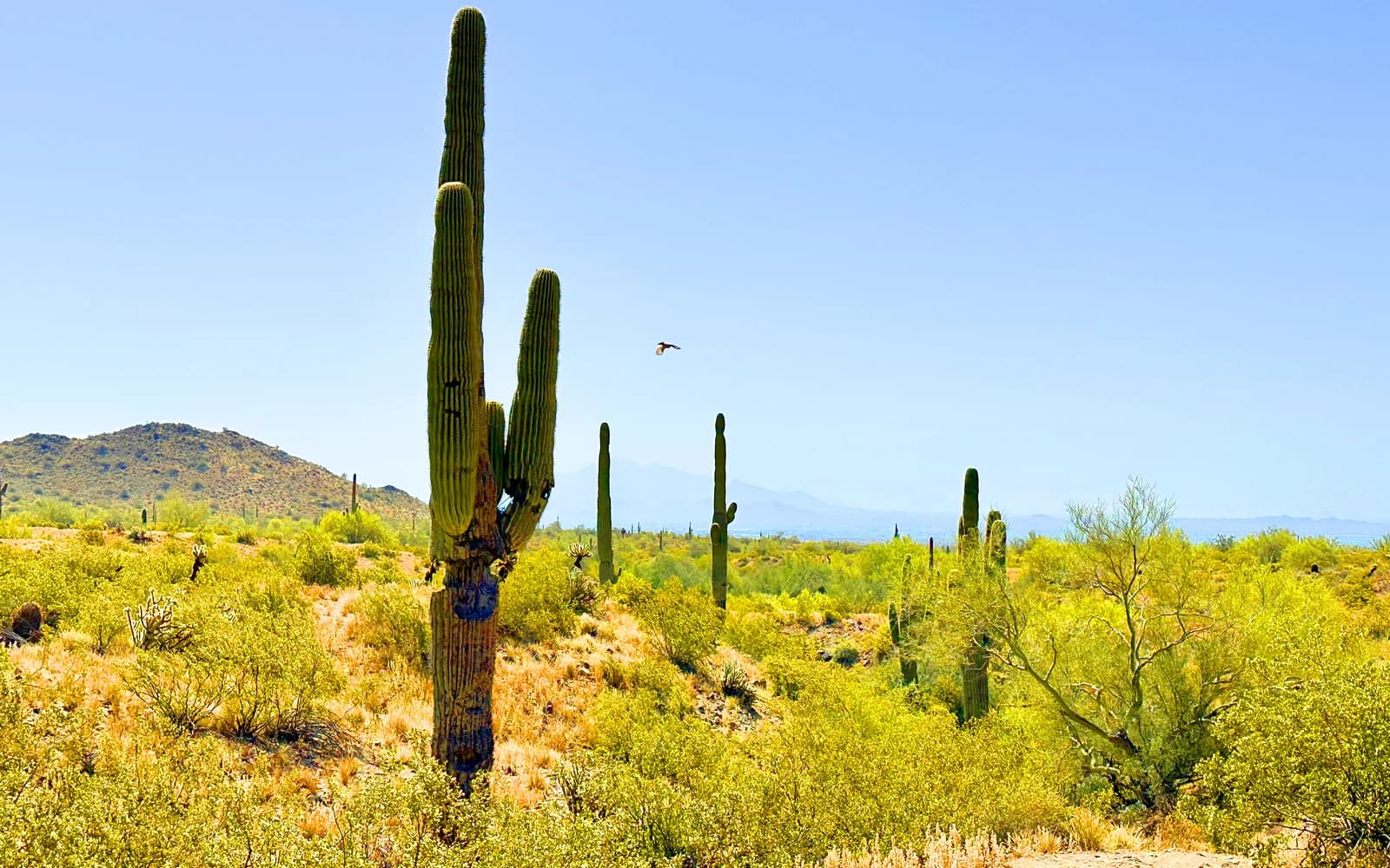 Saguaro and desert landscape in Skyline Regional Park, Buckeye