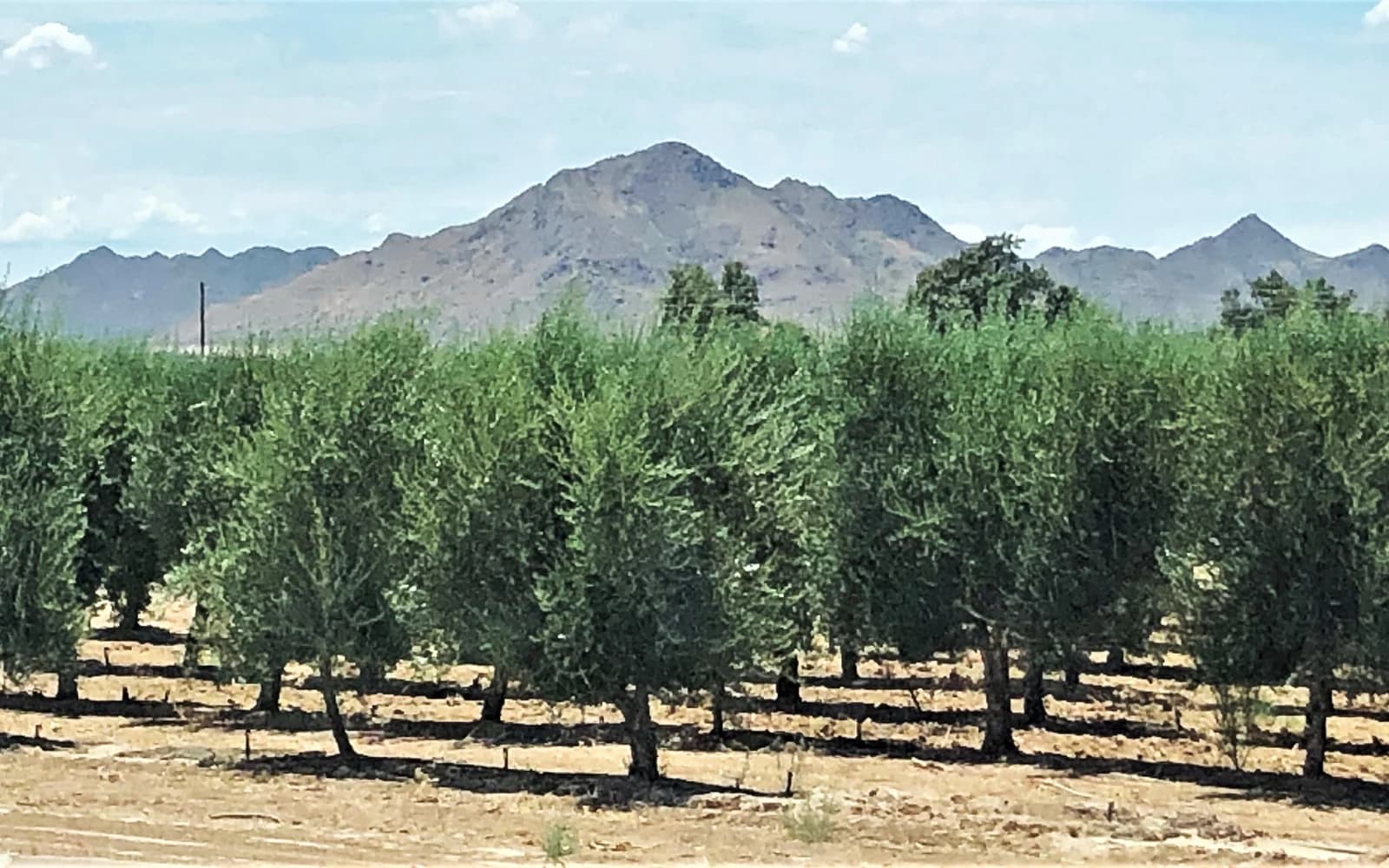 Olive grove at the Queen Creek Olive Mill with desert mountains beyond