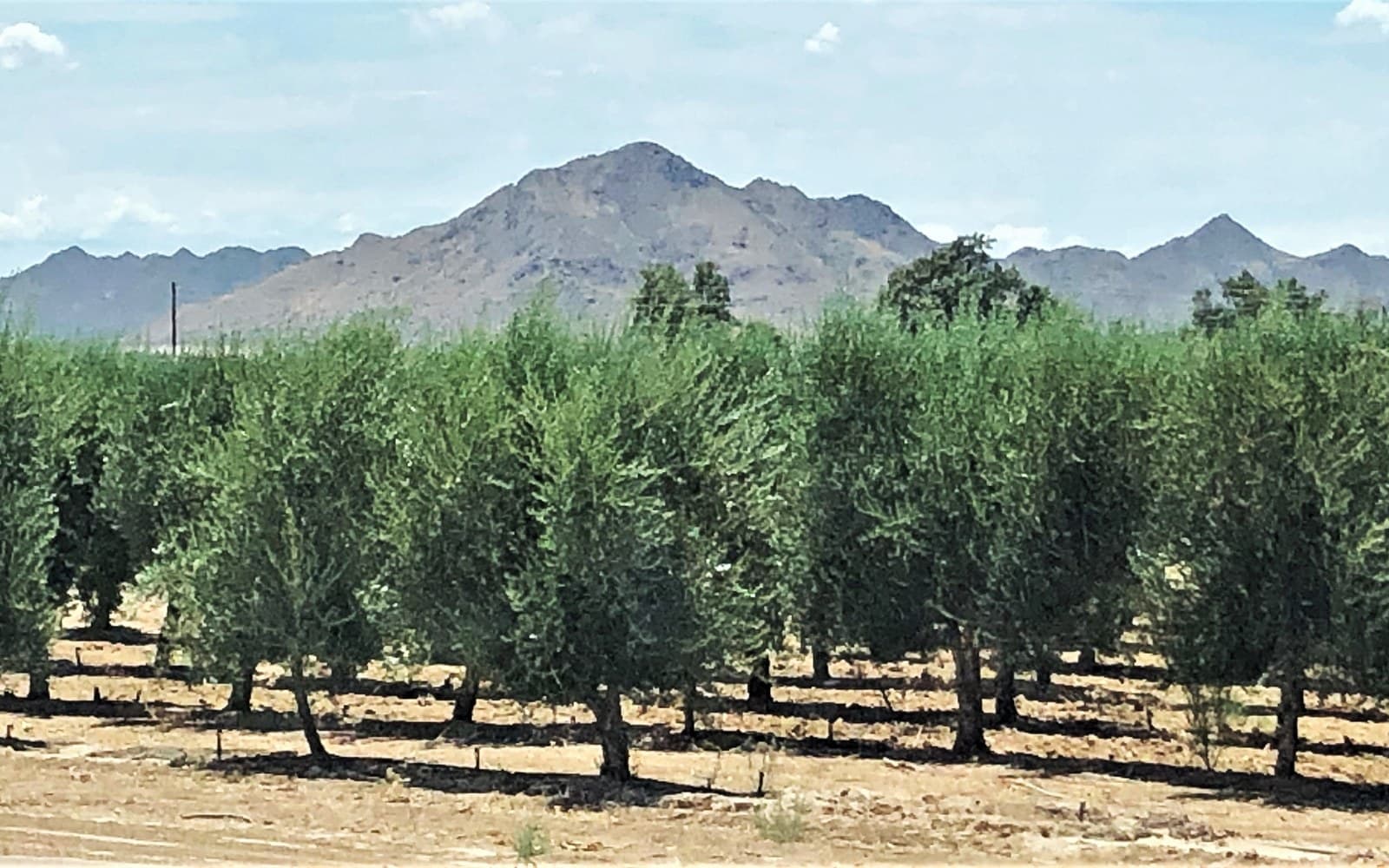 Olive grove with the San Tan Mountains near San Tan Valley